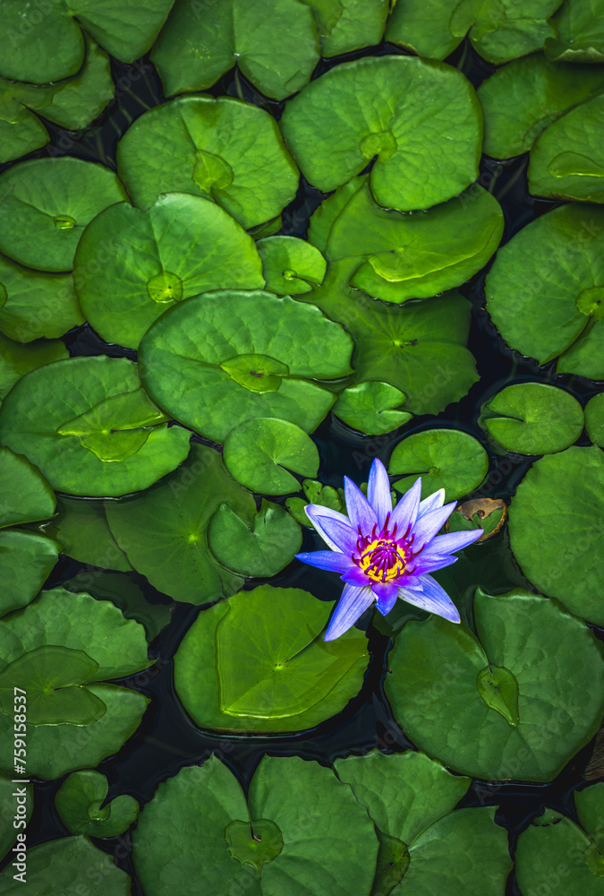blue water lily surrounded by lily pads blue water lily surrounded by lily pads