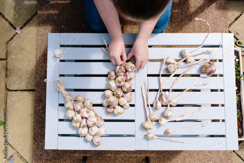 Garlic bulbs being braided or plaited for storing