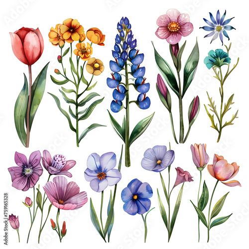 A set of watercolor spring flowers © Fruzsina