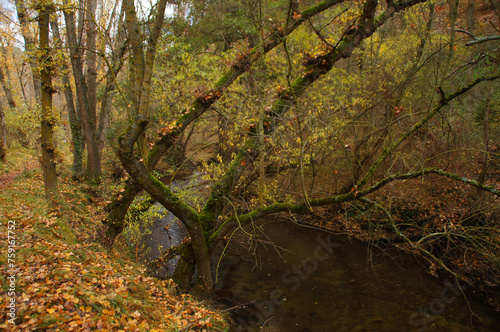 bosque