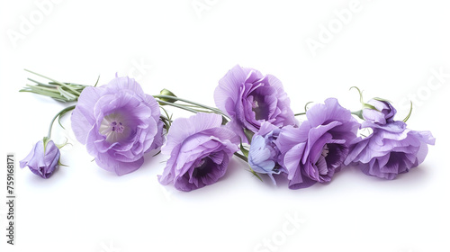 Beautiful eustoma flowers lying on white background. Banner with copy space for your idea, message, text or logo 