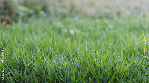 green grass in the garden