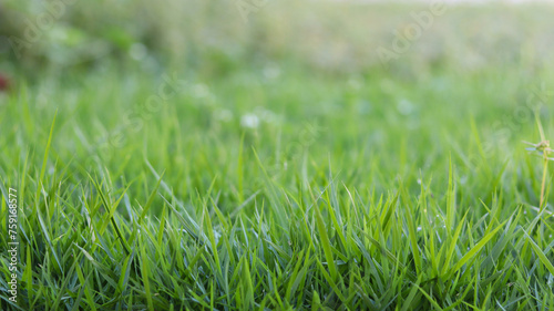 green grass in the garden