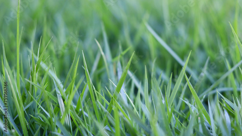 green grass in the garden