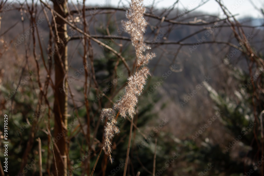 seed heads with silky appendages of clematis vitalba, Traveller's Joy, in winter, showing why it is also known as old man's beard, copy space seed heads with silky appendages of clematis vitalba, Traveller's Joy, in winter, showing why it is also known as old man's beard, copy space
