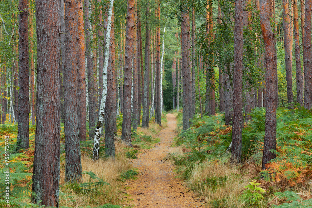 Weg durch den Darßer Wald, Darß, Kiefern, Nationalpark Vorpommersche Boddenlandschaft, Mecklenburg-Vorpommern, Deutschland Weg durch den Darßer Wald, Darß, Kiefern, Nationalpark Vorpommersche Boddenlandschaft, Mecklenburg-Vorpommern, Deutschland