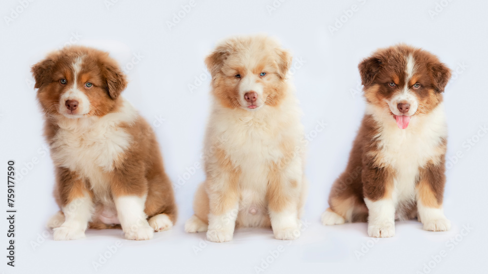 Portrait of three adorable Australian Shepherd puppies sitting in studio with white background