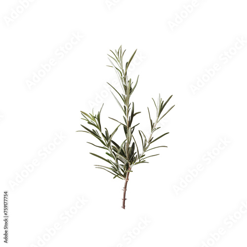 twig of rosemary