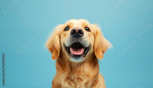 Cute Golden Retriever Portrait Sitting On a Blue Background, Studio Photo, Dog Care Products Advertising