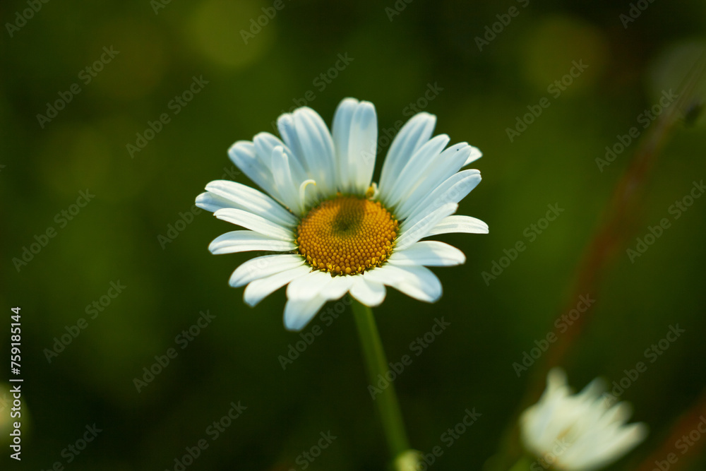White chamomile flower in the meadow. Beauty of nature. Summer chamomile close-up.
White chamomile flower in the meadow. Beauty of nature. Summer chamomile close-up.
