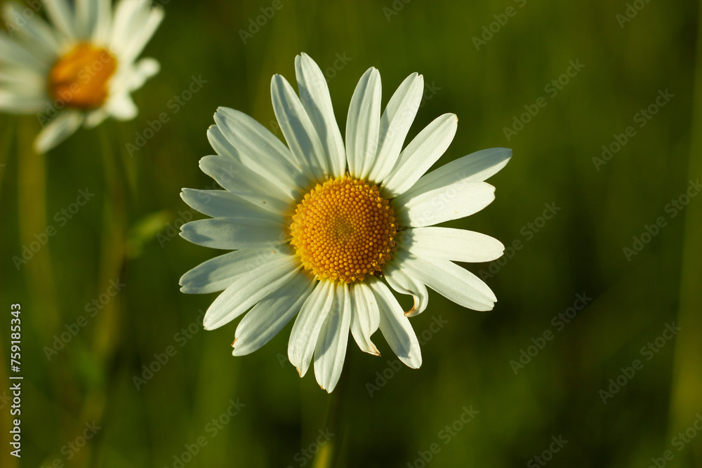 White chamomile flower in the meadow. Beauty of nature. Summer chamomile close-up.
White chamomile flower in the meadow. Beauty of nature. Summer chamomile close-up.