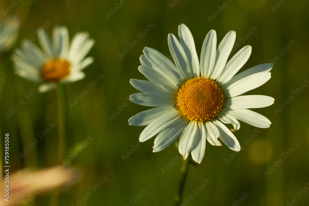 White chamomile flower in the meadow. Beauty of nature. Summer chamomile close-up.
White chamomile flower in the meadow. Beauty of nature. Summer chamomile close-up.