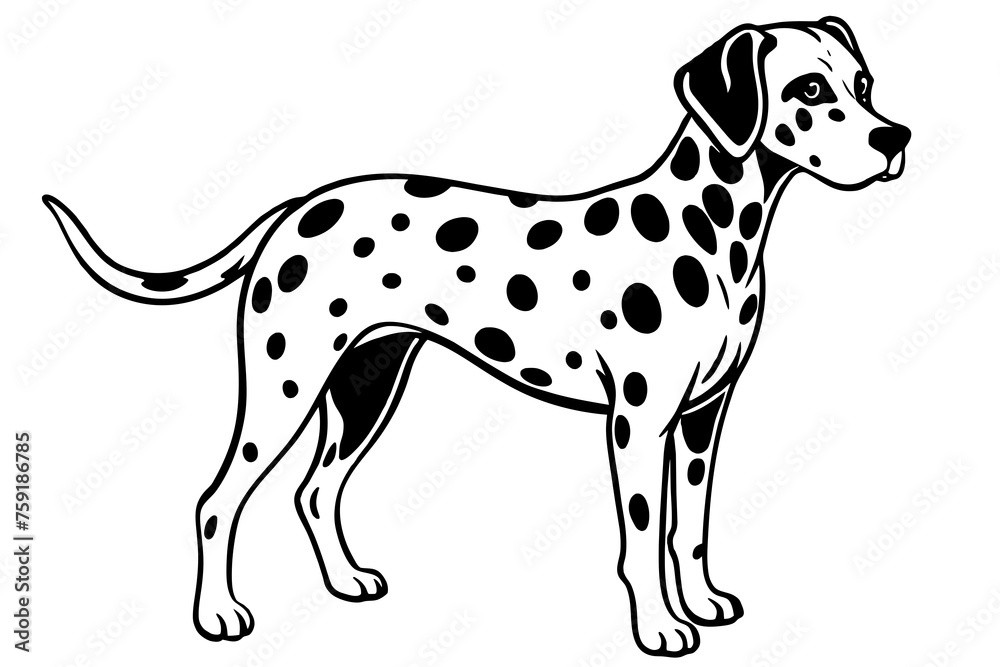 dalmatian vector illustration