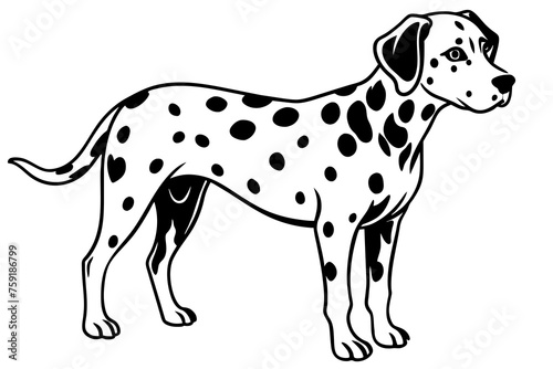 dalmatian vector illustration © CreativeDesigns