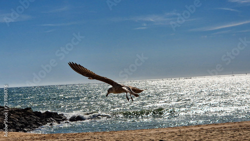 osprey in flight