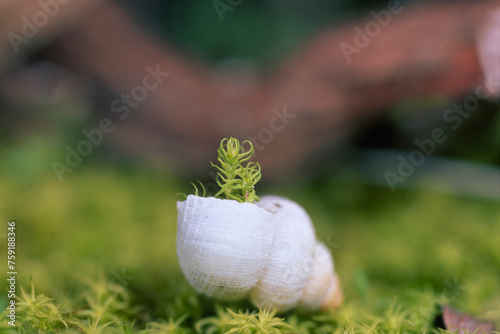 Moss. .Musk and landsnail shell. Baratz Lake, Sassari, Sardinia, Italy. photo