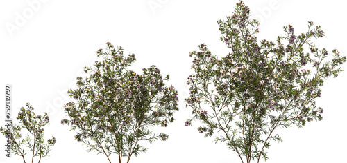flower australian waxflower shrub hq arch viz cutout plants © Mathias Weil