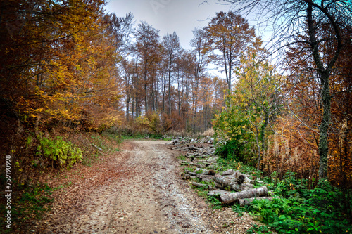 A path through the forest full of colors in autumn on Jablanica mountain
 photo