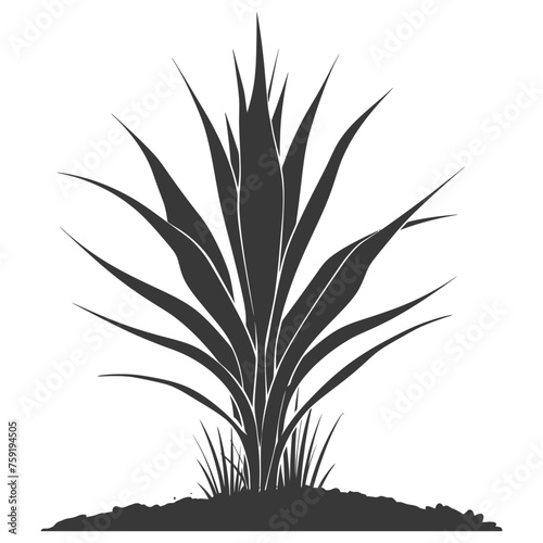 Silhouette Sansevieria tree in the ground black color only