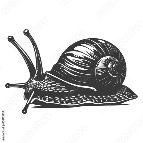 Silhouette snail Animal black color only full body