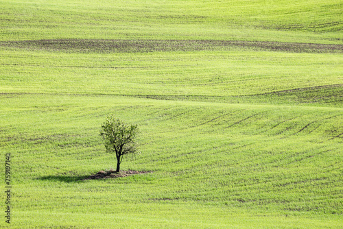 Isolated tree in the middle of a green, wavy field in Tuscany, Italy, during spring