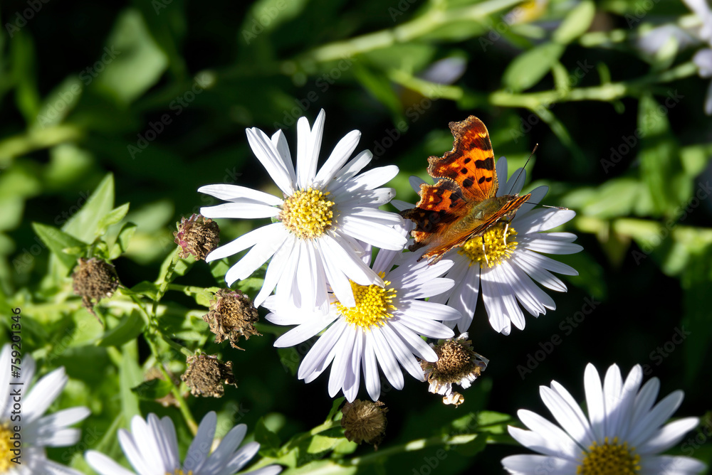 Comma butterfly (Polygonia c-album) perched on a daisy in Zurich, Switzerland Comma butterfly (Polygonia c-album) perched on a daisy in Zurich, Switzerland