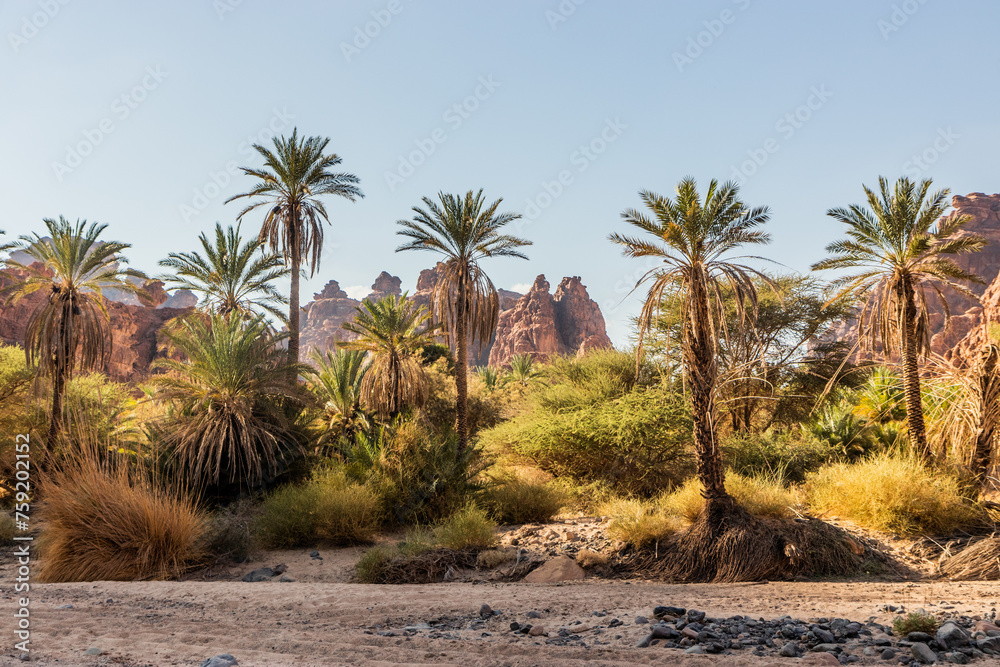 Palms in  Wadi Disah canyon, Saudi Arabia