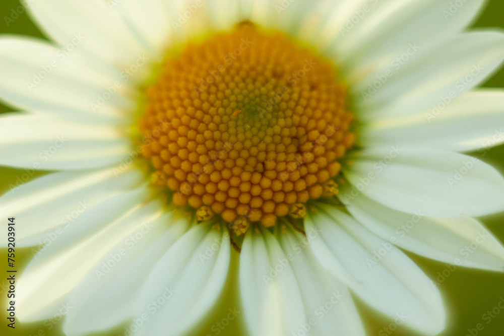 White chamomile flower in the meadow. Beauty of nature. Summer chamomile close-up.
White chamomile flower in the meadow. Beauty of nature. Summer chamomile close-up.