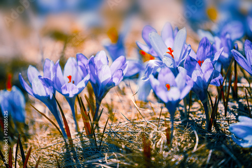 awesome spring flowers, breathtaking macro photo of crocuses (Saffron) on the meadow 