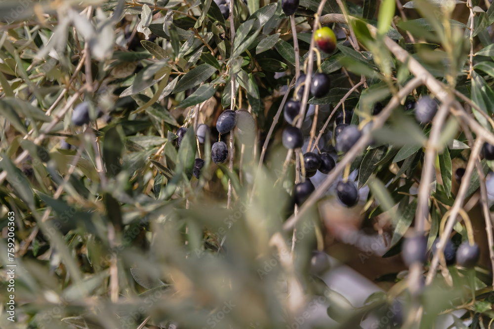 closeup of olive branches and these olives in Portugal