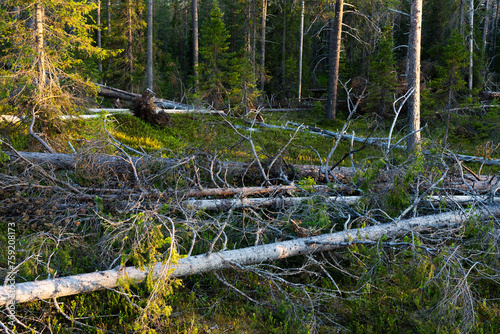 Fallen trees in a forest after a storm. Storm damage shot in Iivaara old-growth forest near Kuusamo, Northern Finland. 