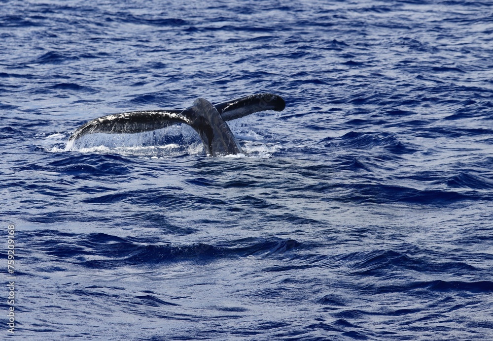 Naklejka premium Diving Humpback Whale Tail in the waters off the coast of Maui Hawaii in Maalaea Bay