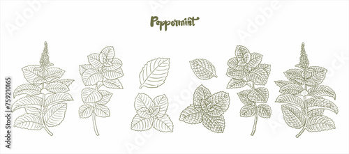mint leaf vector Vector drawing of mint leaves. Medical mint flowers and leaves