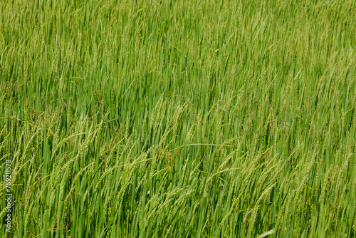 Beautiful golden rice field
