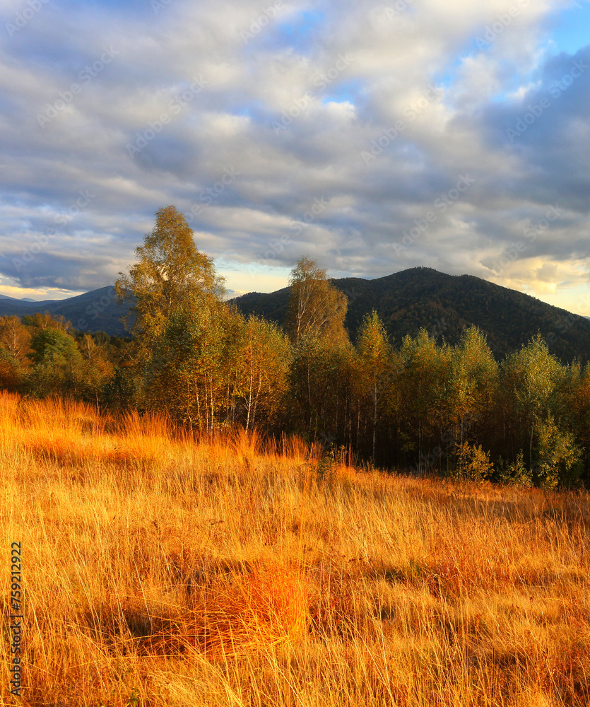 awesome autumn landscape, wonderful morning in the forest, Carpathian mountains, Ukraine, Europe