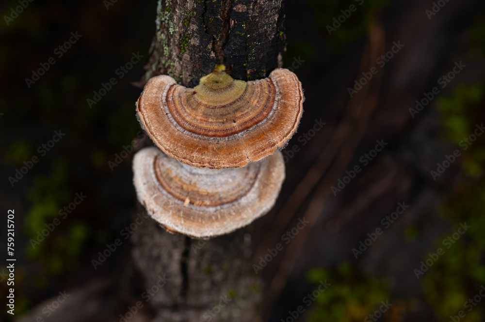 Mushrooms Growing on Trees. Trametes versicolor, also known as coriolus versicolor and polyporus versicolor mushrooms. Mushrooms Growing on Trees. Trametes versicolor, also known as coriolus versicolor and polyporus versicolor mushrooms.