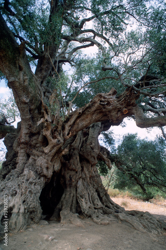 World oldest olive tree (Olea europaea), 4000 years old, Santo Baltolu di Carana at Luras, Lago di Liscia, Gallura, Sardinia, Italy photo