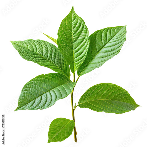 Kratom plant isolated on white or transparent background