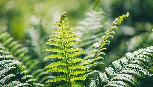 western brackenfern common bracken fern plant as abstract nature background photo