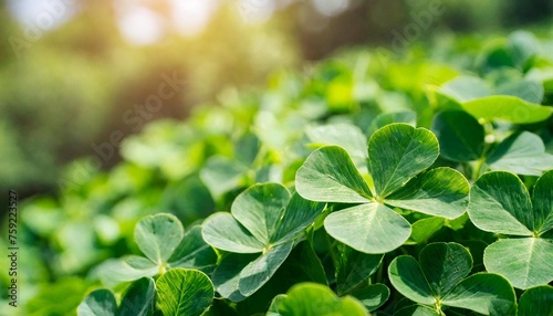 green clover leaf isolated on blur background with leaved shamrocks st patrick s day holiday symbol lucky green clover and nature background