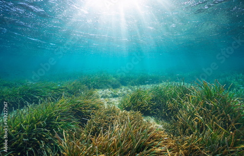 Sunlight underwater sea through water surface with seagrass on a shallow seabed  Mediterranean  Spain