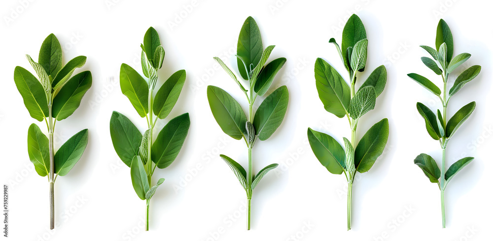 Fresh sage herb on white background, perfect for culinary and cooking purposes.