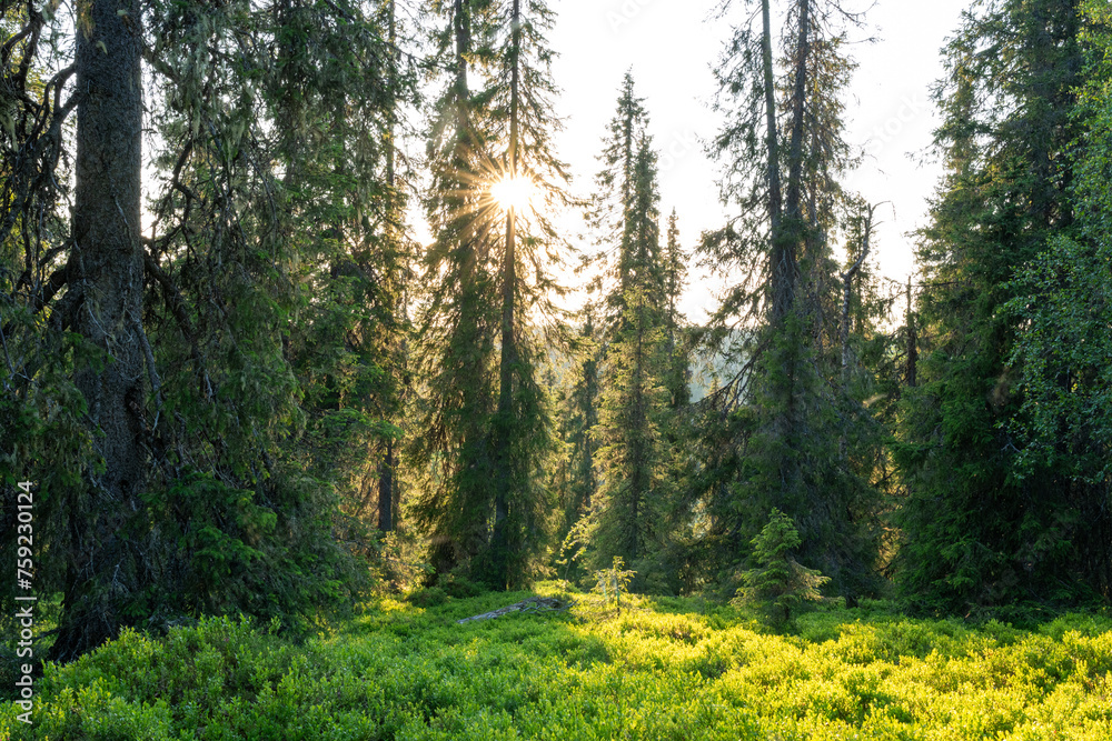 A beautiful sunset with sunrays in a lush, summertime taiga forest in Salla National Park, Northern Finland	