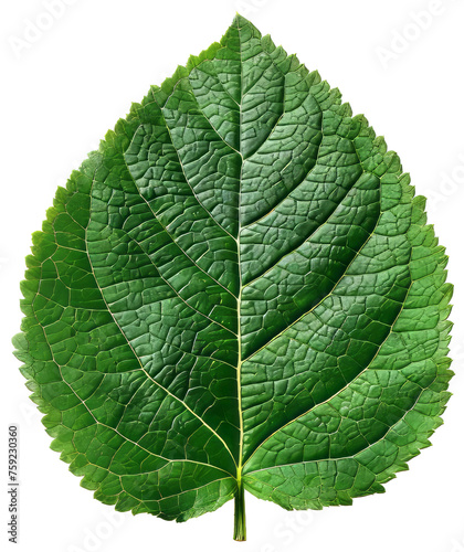 Detailed Green Leaf with Visible Veins