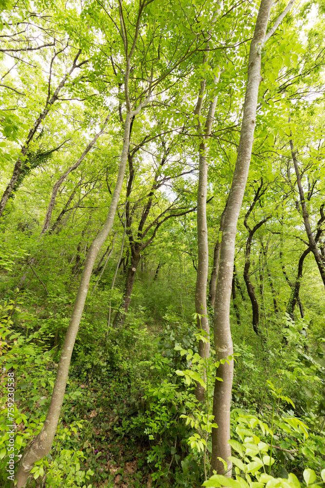 Tall trees in spring and green foliage Tall trees in spring and green foliage
