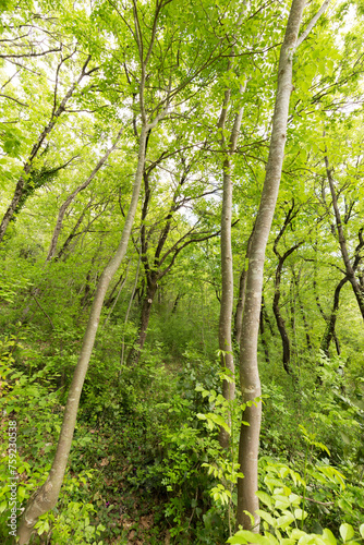 Tall trees in spring and green foliage