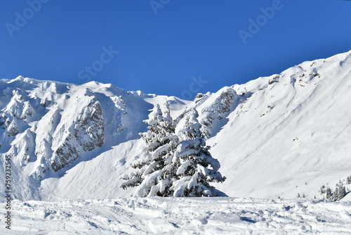 Winter scenery with snowy trees in French alps
