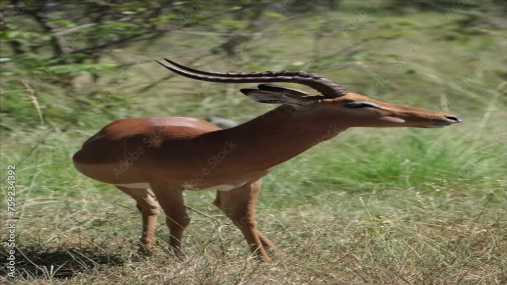 impala eating, while standing in the grass, food falling out of his mouth impala eating, while standing in the grass, food falling out of his mouth