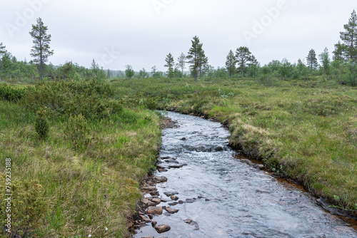A small and shallow creek in the middle of lush vegetation on a summer evening in Urho Kekkonen National Park, Northern Finland photo