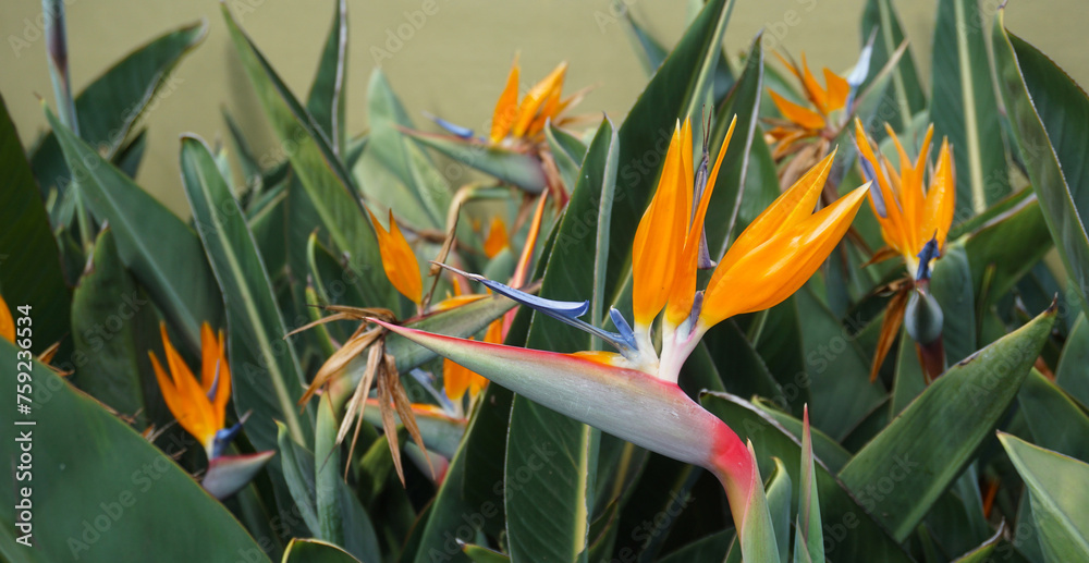 Strelitzia reginae exotic flowers in the garden of Tenerife,Canary Islands,Spain. Bird of Paradise tropical flower.Selective focus. Strelitzia reginae exotic flowers in the garden of Tenerife,Canary Islands,Spain. Bird of Paradise tropical flower.Selective focus.
